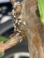 Eriococcus lagerstroemiae