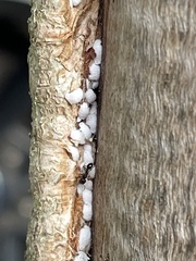 Eriococcus lagerstroemiae