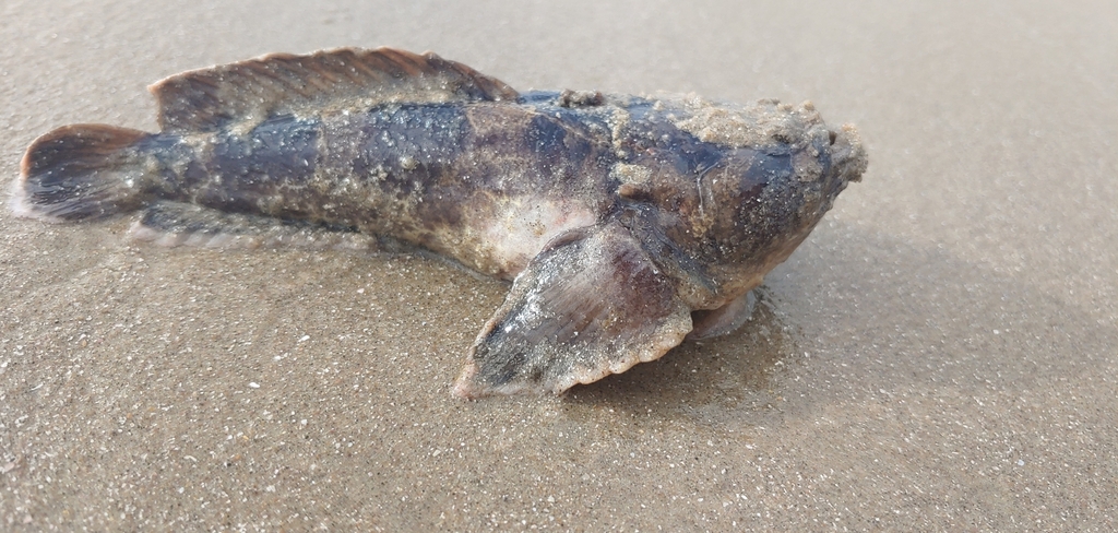 Thalassophryne montevidensis
