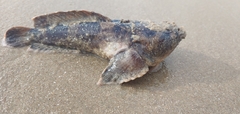 Thalassophryne
