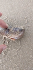 Thalassophryne