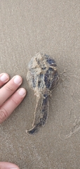 Thalassophryne