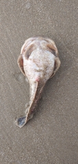Thalassophryne