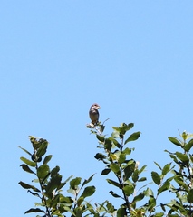 Curruca communis