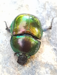 Trypocopris pyrenaeus