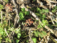 Kalanchoe rotundifolia