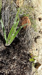 Trachyandra muricata