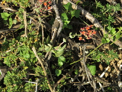 Kalanchoe rotundifolia