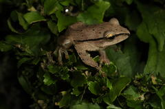 Polypedates subansiriensis