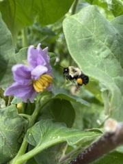 Bombus impatiens