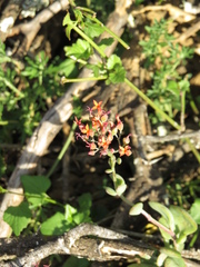 Kalanchoe rotundifolia