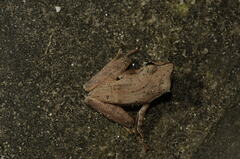 Polypedates subansiriensis