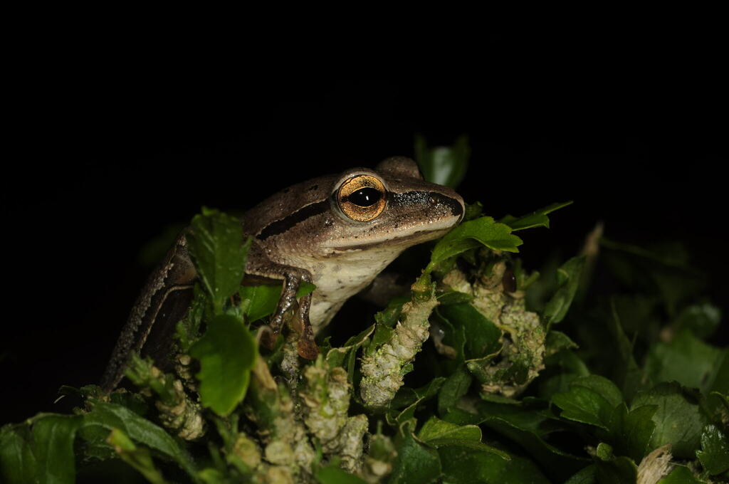 Subansiri's Tree Frog