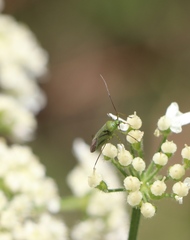 Calocoris
