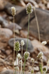 Enneapogon caerulescens