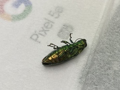 Chrysodema lewisii