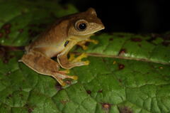 Rhacophorus subansiriensis