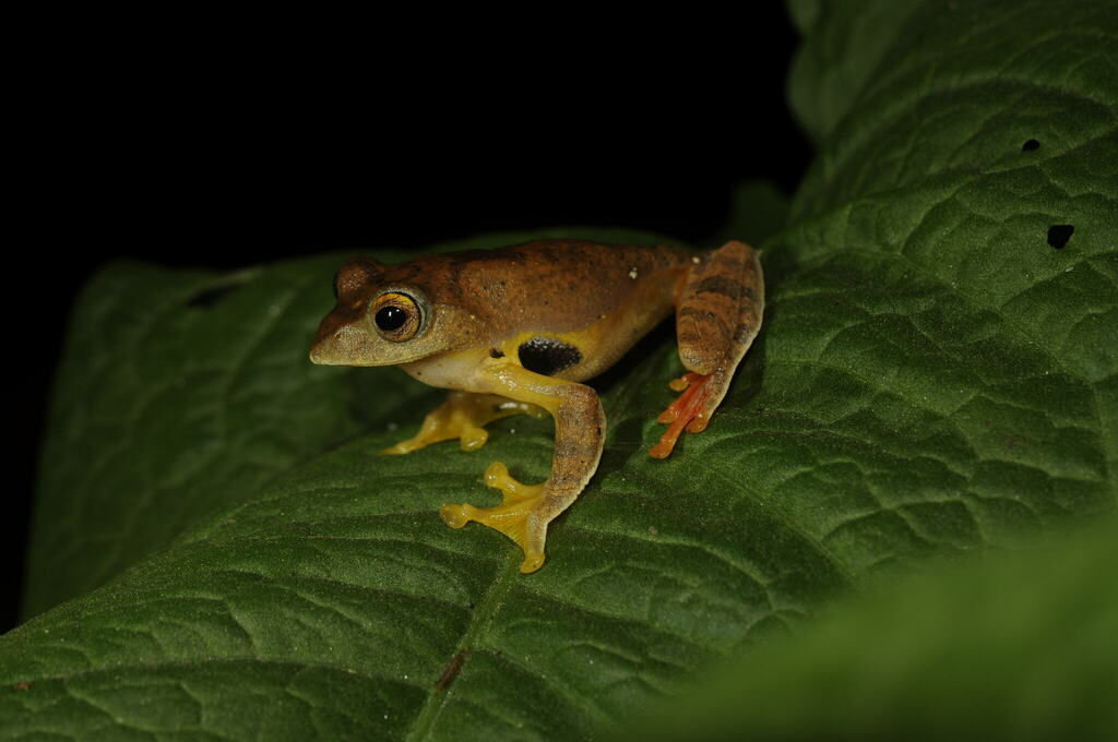 Subansiri Bush Frog