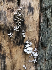 Schizophyllum commune