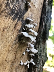 Schizophyllum commune