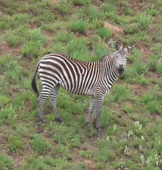 Equus quagga crawshayi