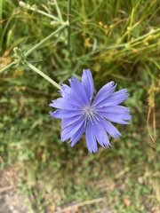 Cichorium intybus