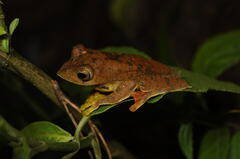 Rhacophorus subansiriensis