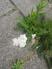 Achillea millefolium