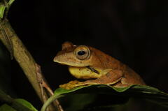 Rhacophorus subansiriensis