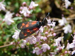 Zygaena viciae