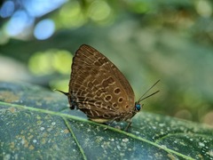 Arhopala athada