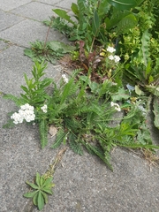 Achillea millefolium