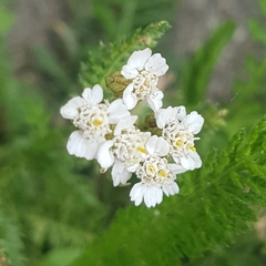 Achillea millefolium