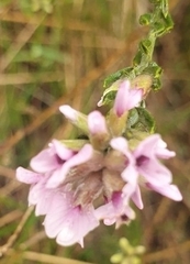 Amphithalea ericifolia