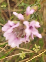 Amphithalea ericifolia