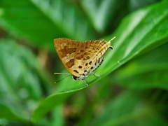 Bindahara phocides