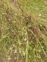 Amphithalea ericifolia