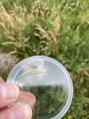Rhagonycha fulva