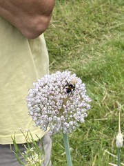 Bombus vestalis