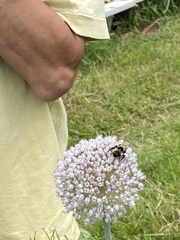 Bombus vestalis