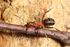 Formica lugubris