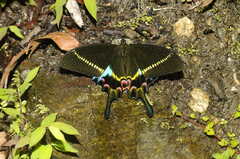 Papilio krishna