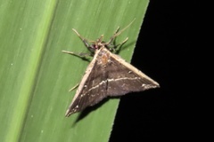 Adrapsa ablualis