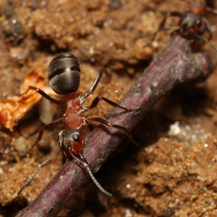 Formica lugubris