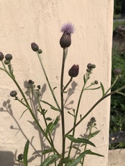 Cirsium arvense