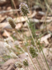 Enneapogon caerulescens