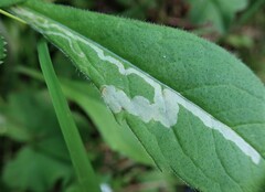 Aulagromyza similis