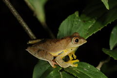 Rhacophorus subansiriensis