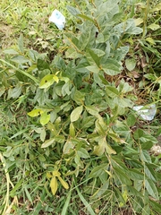 Magnoliopsida