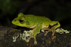 Zhangixalus burmanus